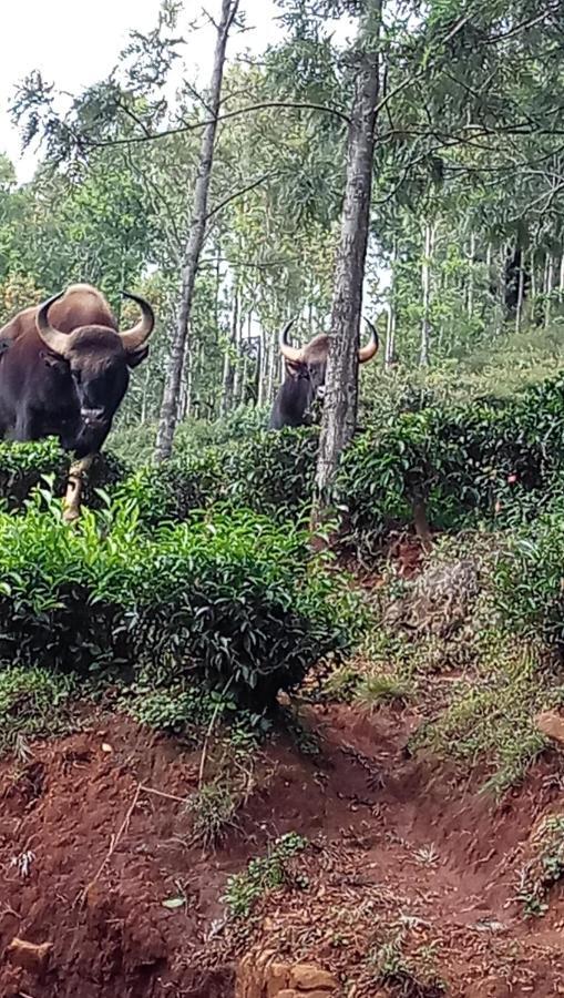 Oak Valley Resorts Kotagiri Bagian luar foto